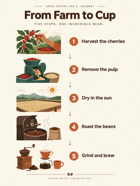 Infografía de café: GPT Image 2.5 Flare