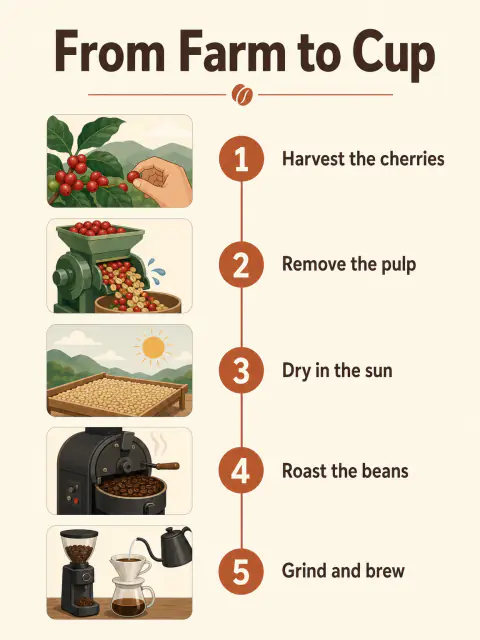 Infografía de café: GPT Image 2