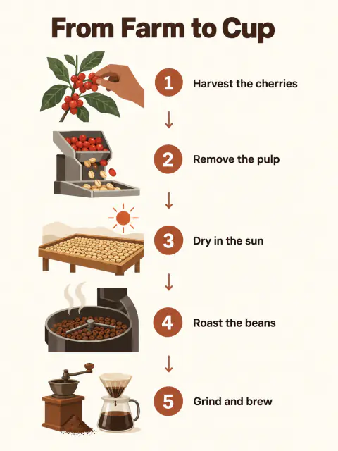 Infografía de café: GPT Image 2.5 Sunburst